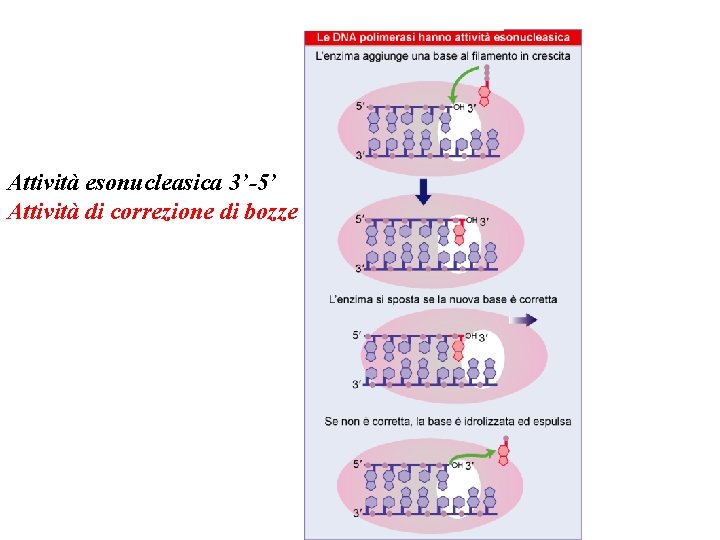 Attività esonucleasica 3’-5’ Attività di correzione di bozze 