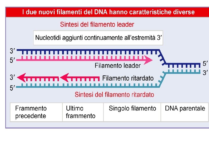 Filamento leader o veloce I nucleotidi vengono addizionati in modo Continuo sull’estremo 3’ 