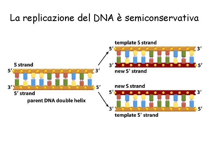 La replicazione del DNA è semiconservativa 