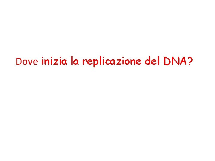 Dove inizia la replicazione del DNA? 