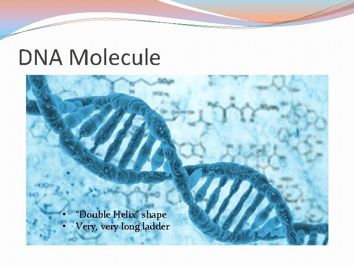 DNA Molecule • “Double Helix” shape • Very, very long ladder DNA Molecule • “Double Helix” shape • Very, very long ladder