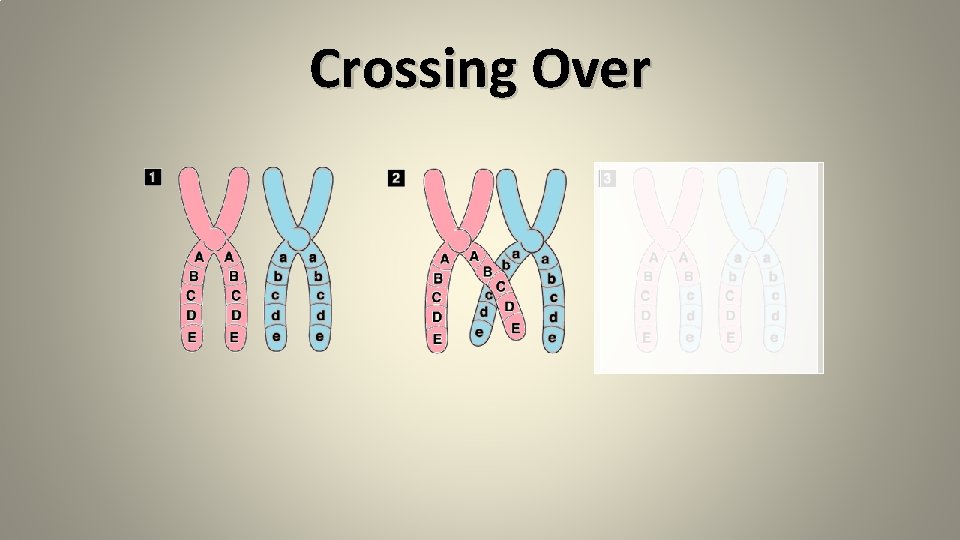 Crossing Over Crossing Over