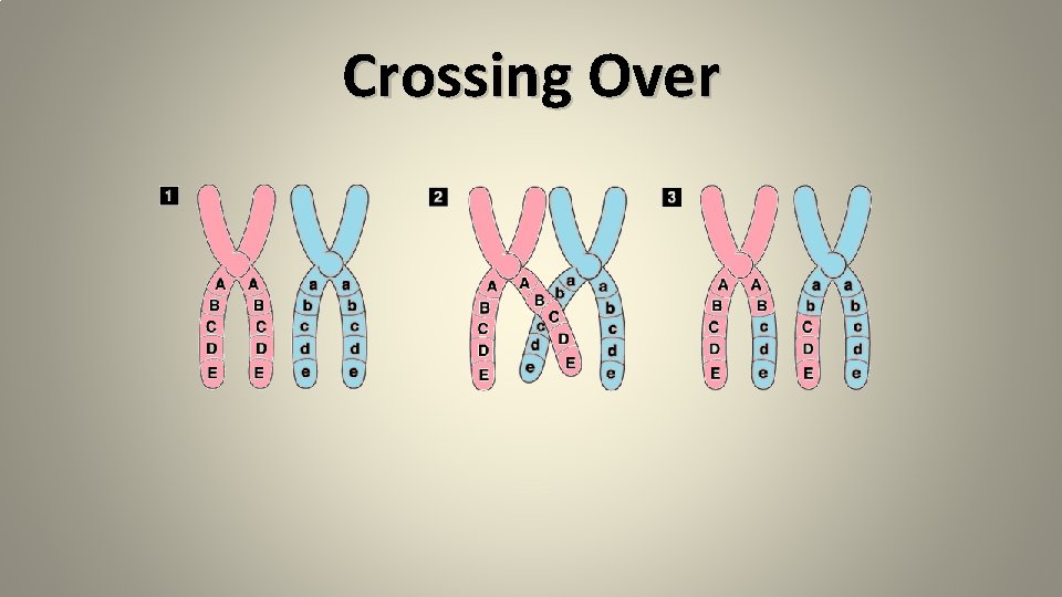 Crossing Over Crossing Over