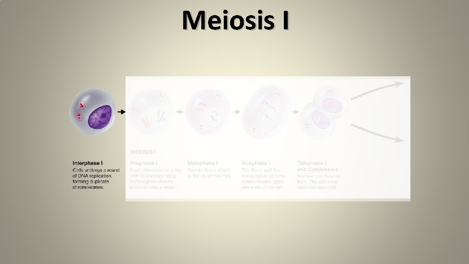 Meiosis I 
