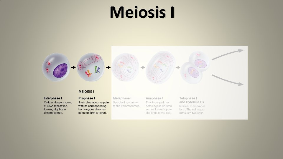 Meiosis I 