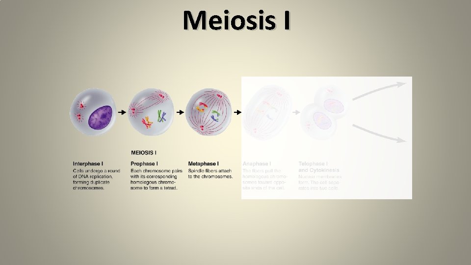 Meiosis I 