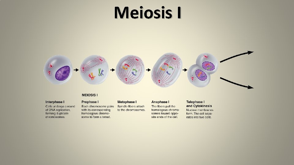 Meiosis I Meiosis I