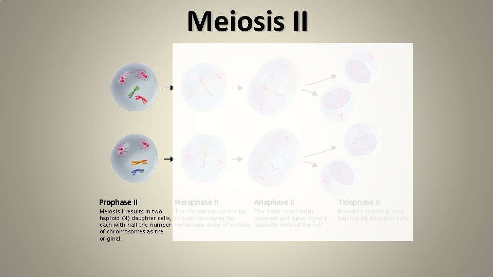 Meiosis II Prophase II Metaphase II Anaphase II The sister chromatids The chromosomes line