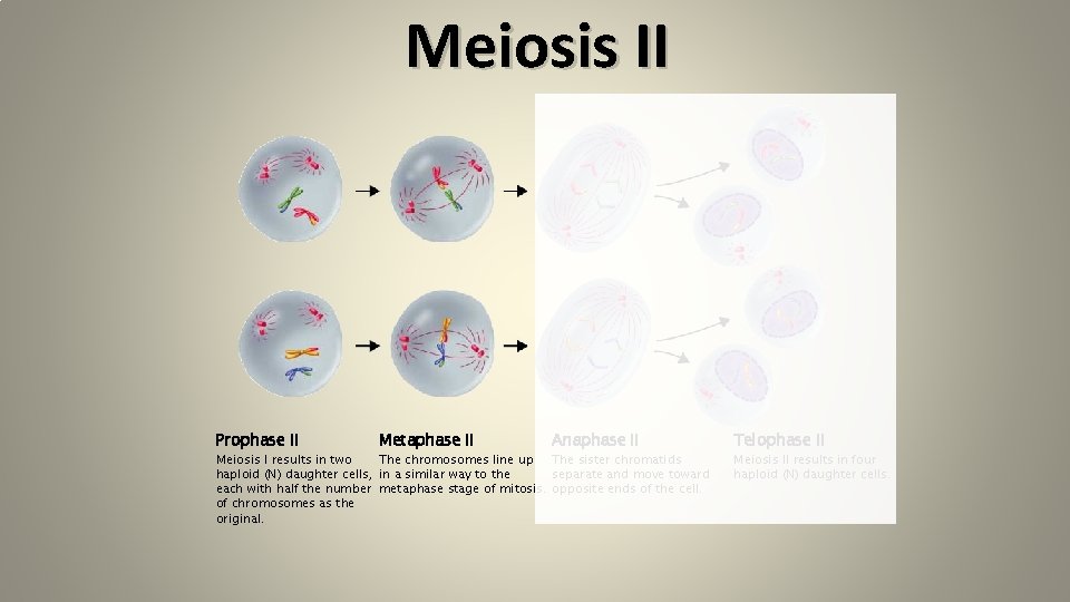 Meiosis II Prophase II Metaphase II Anaphase II The sister chromatids The chromosomes line