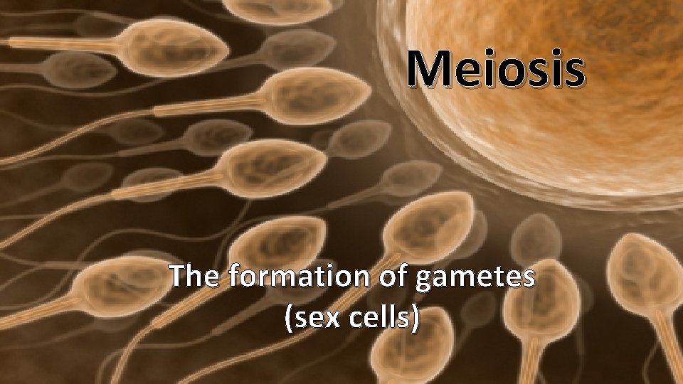 Meiosis The formation of gametes (sex cells) 