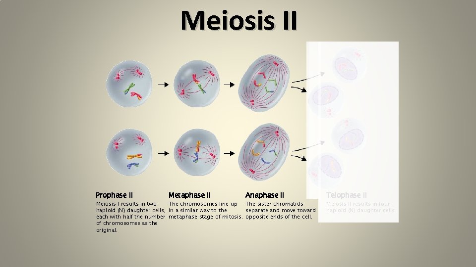 Meiosis II Prophase II Metaphase II Anaphase II The sister chromatids The chromosomes line