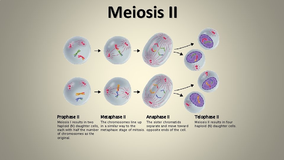 Meiosis II Prophase II Metaphase II Anaphase II The sister chromatids The chromosomes line Meiosis II Prophase II Metaphase II Anaphase II The sister chromatids The chromosomes line