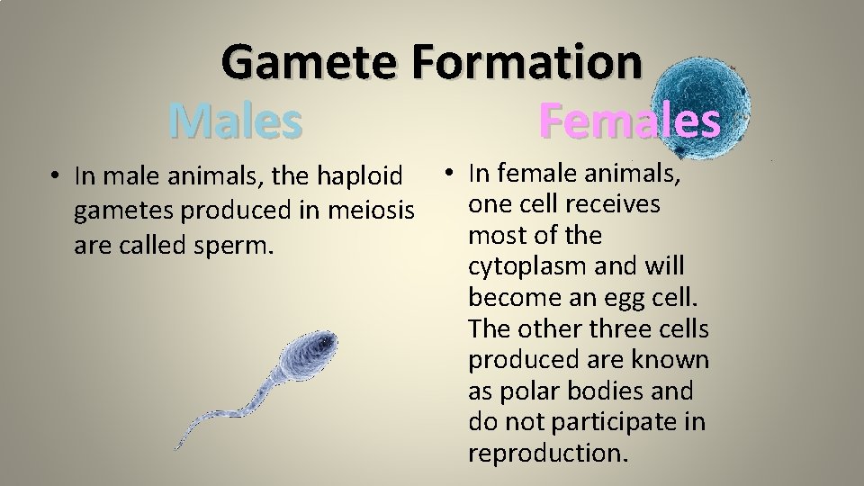 Gamete Formation Males Females • In male animals, the haploid • In female animals,