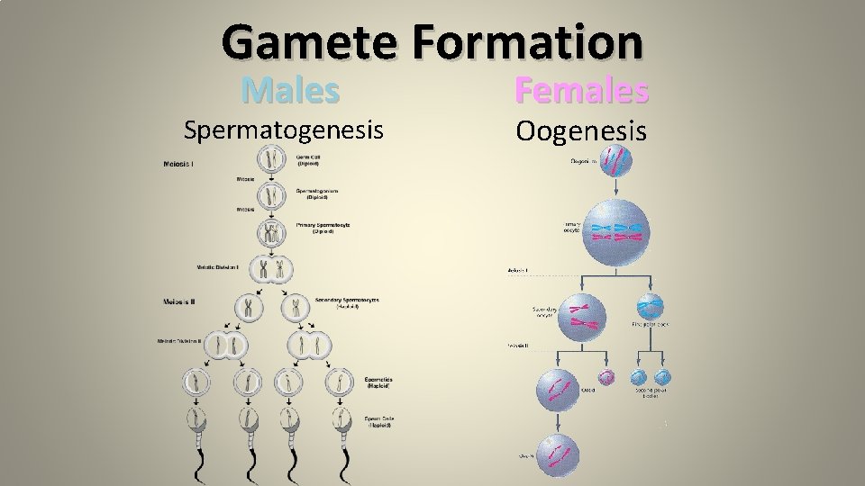 Gamete Formation Males Spermatogenesis Females Oogenesis Gamete Formation Males Spermatogenesis Females Oogenesis