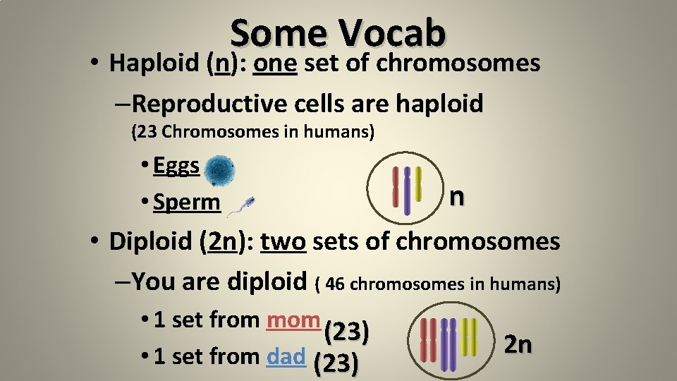 Some Vocab • Haploid (n): one set of chromosomes –Reproductive cells are haploid (23 Some Vocab • Haploid (n): one set of chromosomes –Reproductive cells are haploid (23