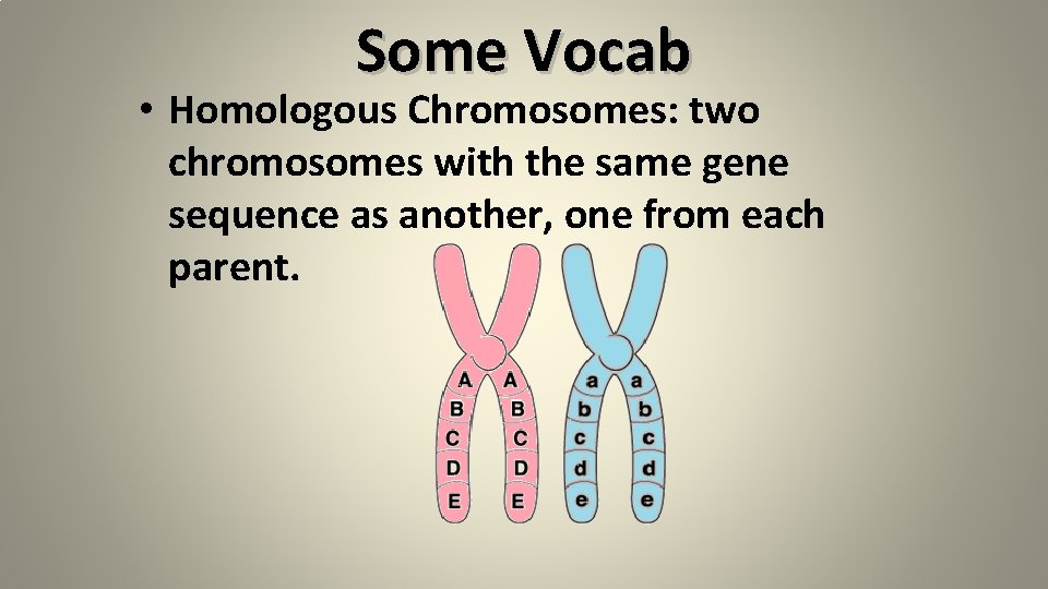 Some Vocab • Homologous Chromosomes: two chromosomes with the same gene sequence as another,