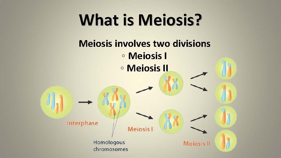 What is Meiosis? Meiosis involves two divisions ◦ Meiosis II 