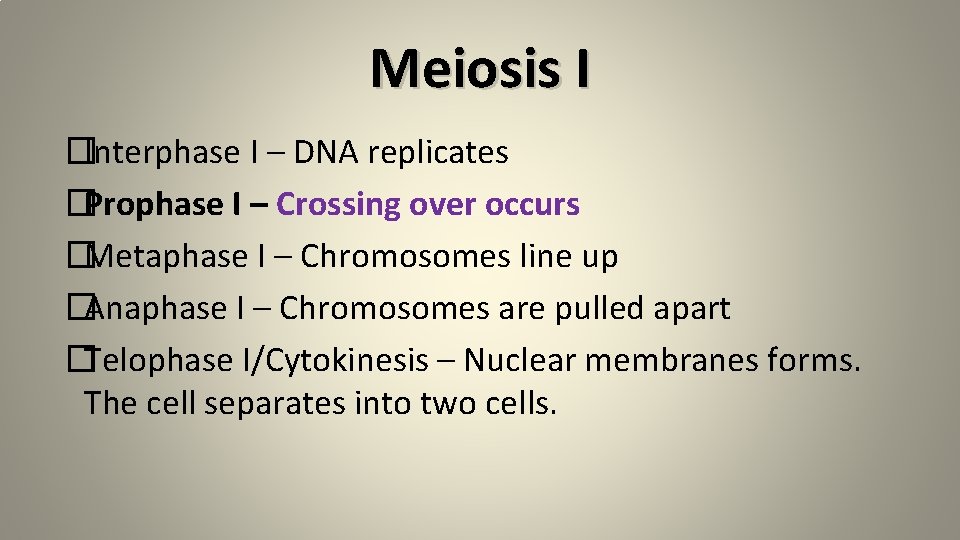 Meiosis I �Interphase I – DNA replicates �Prophase I – Crossing over occurs �Metaphase Meiosis I �Interphase I – DNA replicates �Prophase I – Crossing over occurs �Metaphase