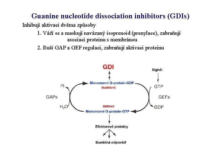 Guanine nucleotide dissociation inhibitors (GDIs) Inhibují aktivaci dvěma způsoby 1. Váží se a maskují