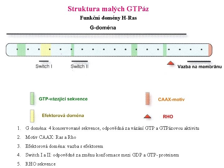 Struktura malých GTPáz Funkční domény H-Ras 1. G doména: 4 konservované sekvence, odpovědná za