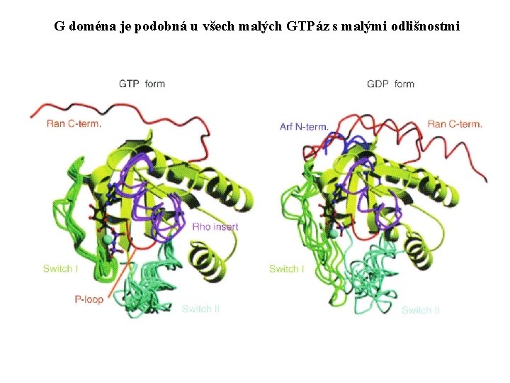 G doména je podobná u všech malých GTPáz s malými odlišnostmi 
