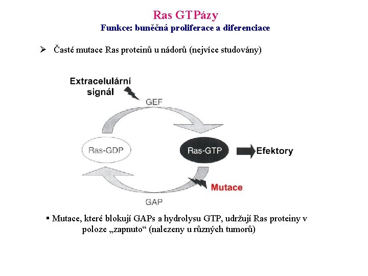 Ras GTPázy Funkce: buněčná proliferace a diferenciace Ø Časté mutace Ras proteinů u nádorů