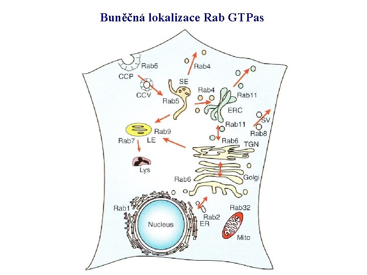 Buněčná lokalizace Rab GTPas 