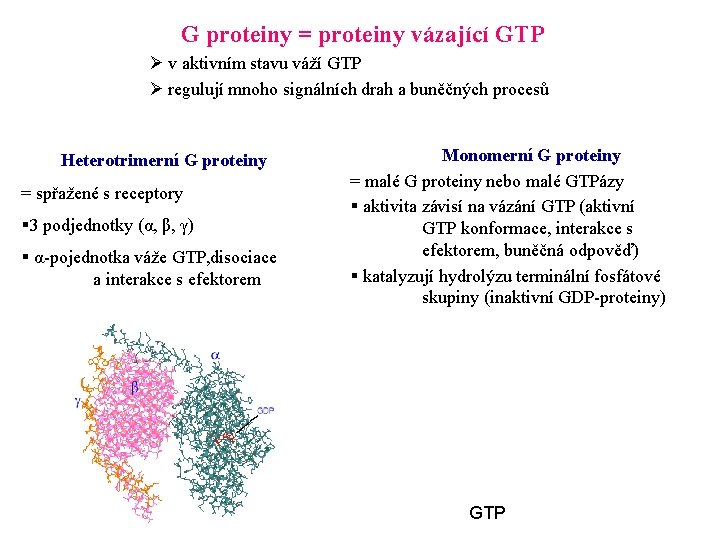 G proteiny = proteiny vázající GTP Ø v aktivním stavu váží GTP Ø regulují