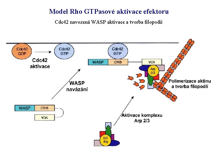 Model Rho GTPasové aktivace efektoru Cdc 42 navozená WASP aktivace a tvorba filopodií 