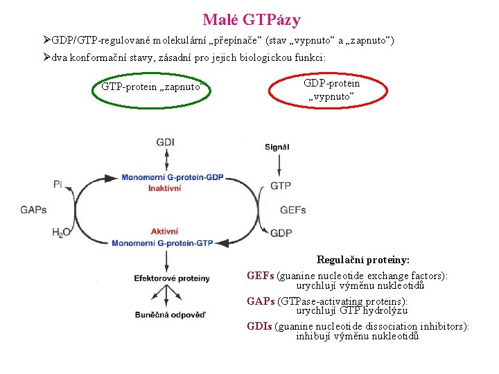 Malé GTPázy ØGDP/GTP-regulované molekulární „přepínače“ (stav „vypnuto“ a „zapnuto“) Ødva konformační stavy, zásadní pro