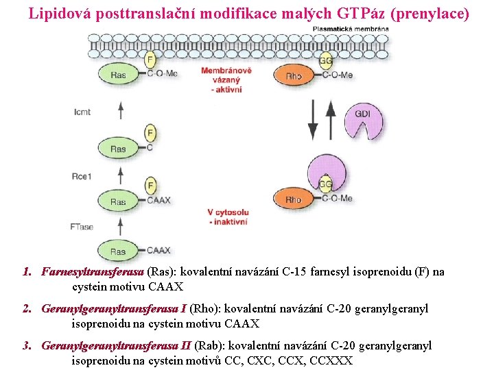 Lipidová posttranslační modifikace malých GTPáz (prenylace) 1. Farnesyltransferasa (Ras): kovalentní navázání C-15 farnesyl isoprenoidu