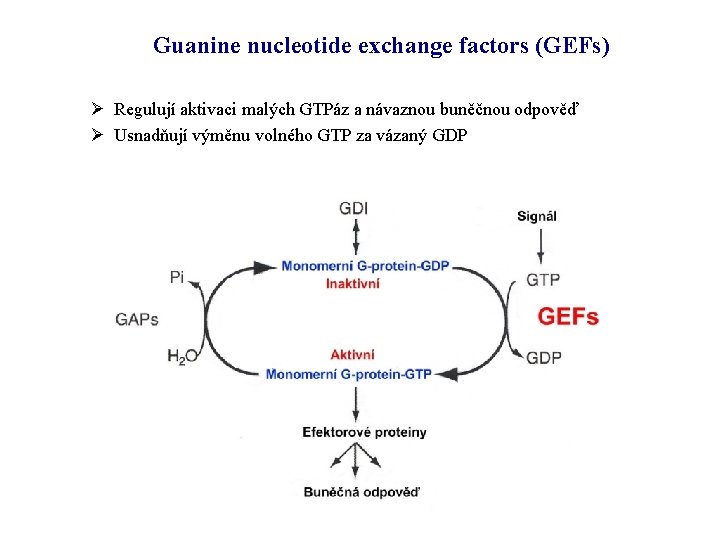 Guanine nucleotide exchange factors (GEFs) Ø Regulují aktivaci malých GTPáz a návaznou buněčnou odpověď