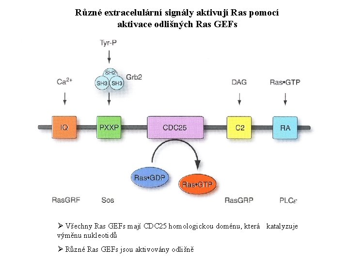 Různé extracelulární signály aktivují Ras pomocí aktivace odlišných Ras GEFs Ø Všechny Ras GEFs