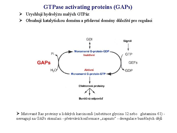 GTPase activating proteins (GAPs) Ø Urychlují hydrolýzu malých GTPáz Ø Obsahují katalytickou doménu a