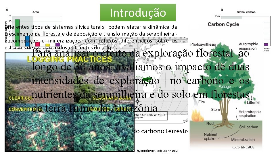 Introdução Diferentes tipos de sistemas silviculturais podem afetar a dinâmica de crescimento da floresta