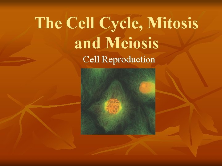 The Cell Cycle, Mitosis and Meiosis Cell Reproduction 