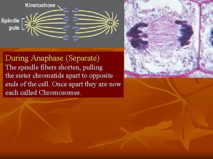 During Anaphase (Separate) The spindle fibers shorten, pulling the sister chromatids apart to opposite