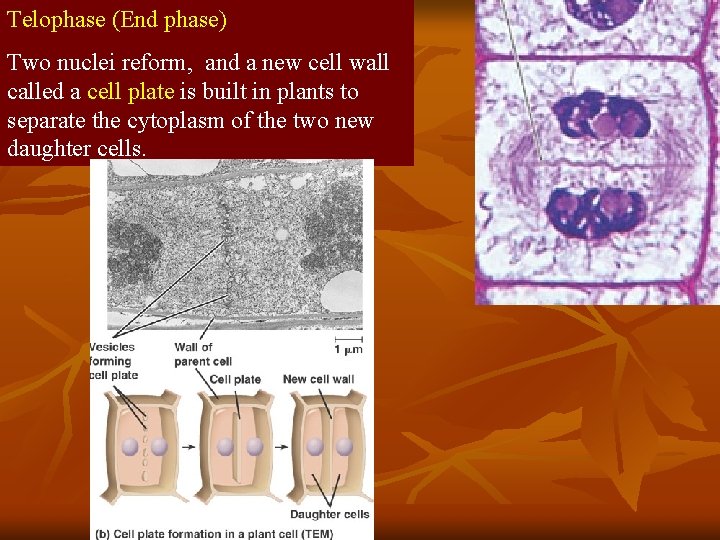 Telophase (End phase) Two nuclei reform, and a new cell wall called a cell