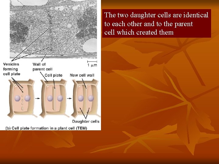 The two daughter cells are identical to each other and to the parent cell