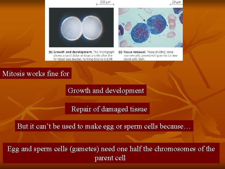 Mitosis works fine for Growth and development Repair of damaged tissue But it can’t