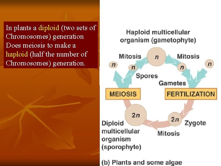 In plants a diploid (two sets of Chromosomes) generation Does meiosis to make a