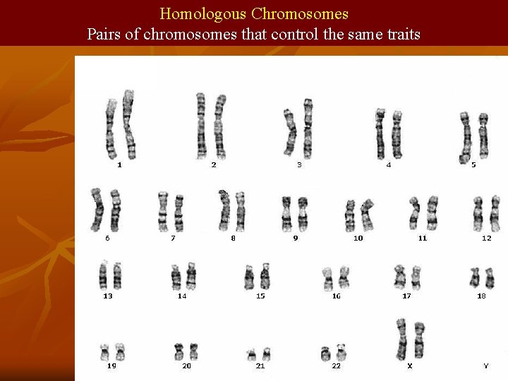 Homologous Chromosomes Pairs of chromosomes that control the same traits 