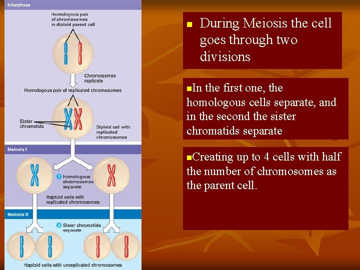 n During Meiosis the cell goes through two divisions In the first one, the