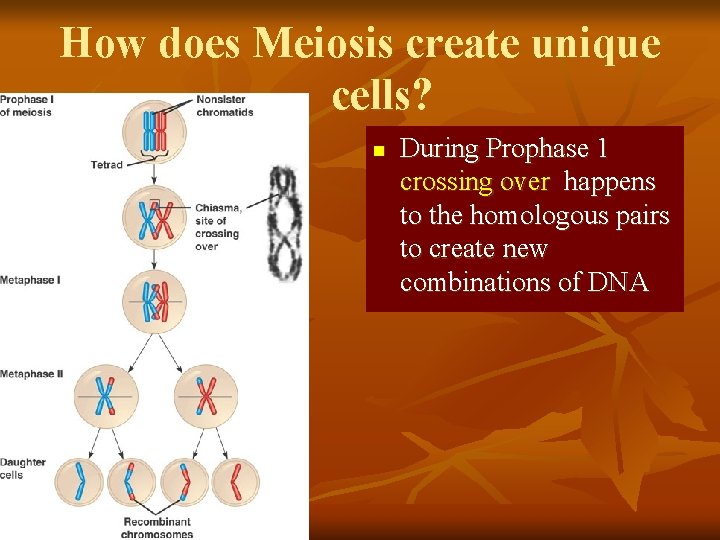 How does Meiosis create unique cells? n During Prophase 1 crossing over happens to