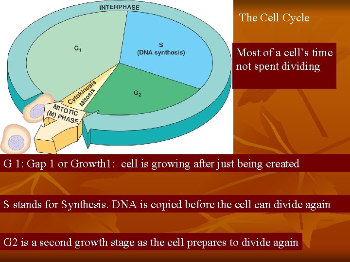 The Cell Cycle Most of a cell’s time not spent dividing G 1: Gap