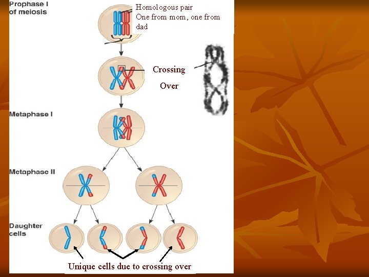 Homologous pair One from mom, one from dad Crossing Over Unique cells due to