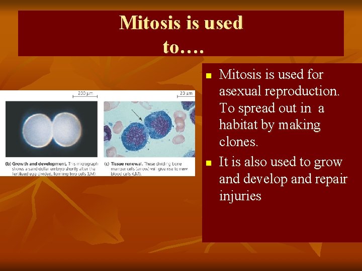 Mitosis is used to…. n n Mitosis is used for asexual reproduction. To spread