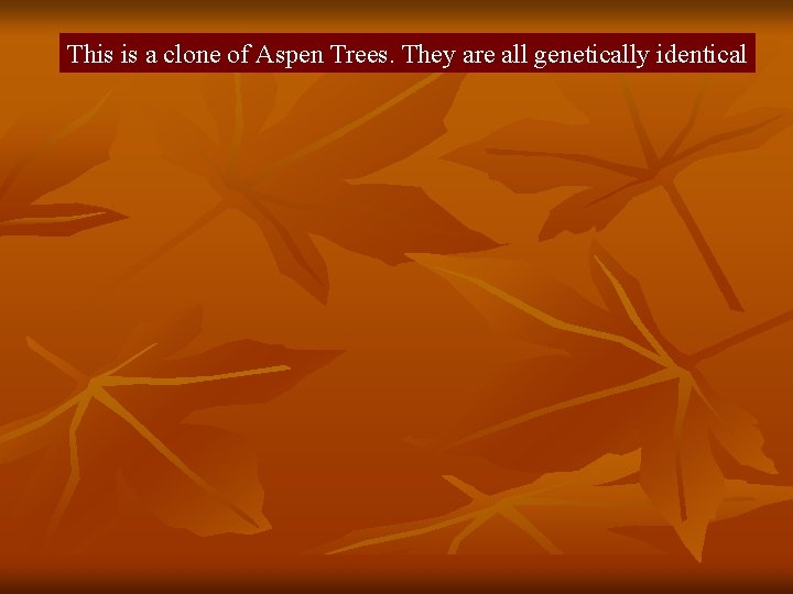 This is a clone of Aspen Trees. They are all genetically identical 