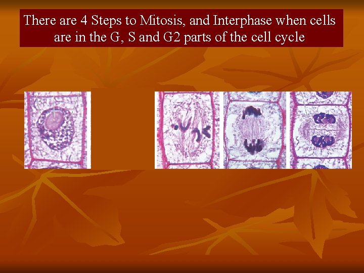There are 4 Steps to Mitosis, and Interphase when cells are in the G,