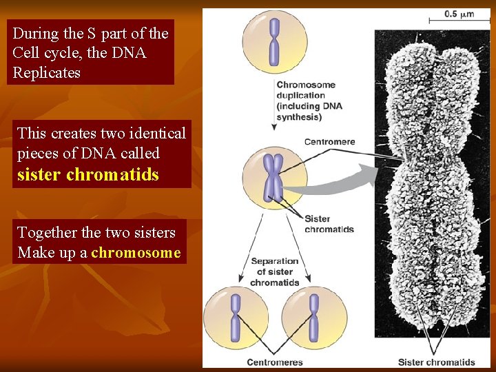During the S part of the Cell cycle, the DNA Replicates This creates two